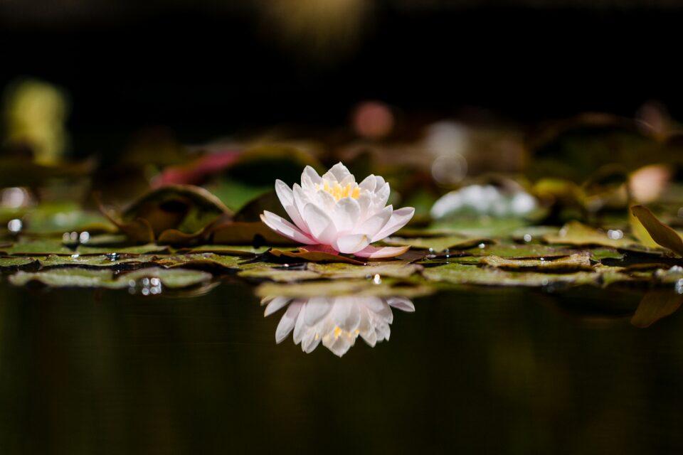 What Color is a Lotus Flower and Why?
