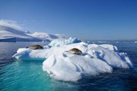Weddell seals sacrifice large amounts of energy for their pups