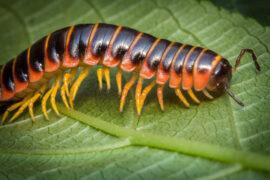 "Millirobots" are inspired by the capabilities of insects