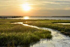 Wetlands are a major source of methane emissions