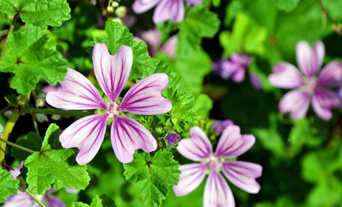Colorful flower patterns make bumblebees more efficient