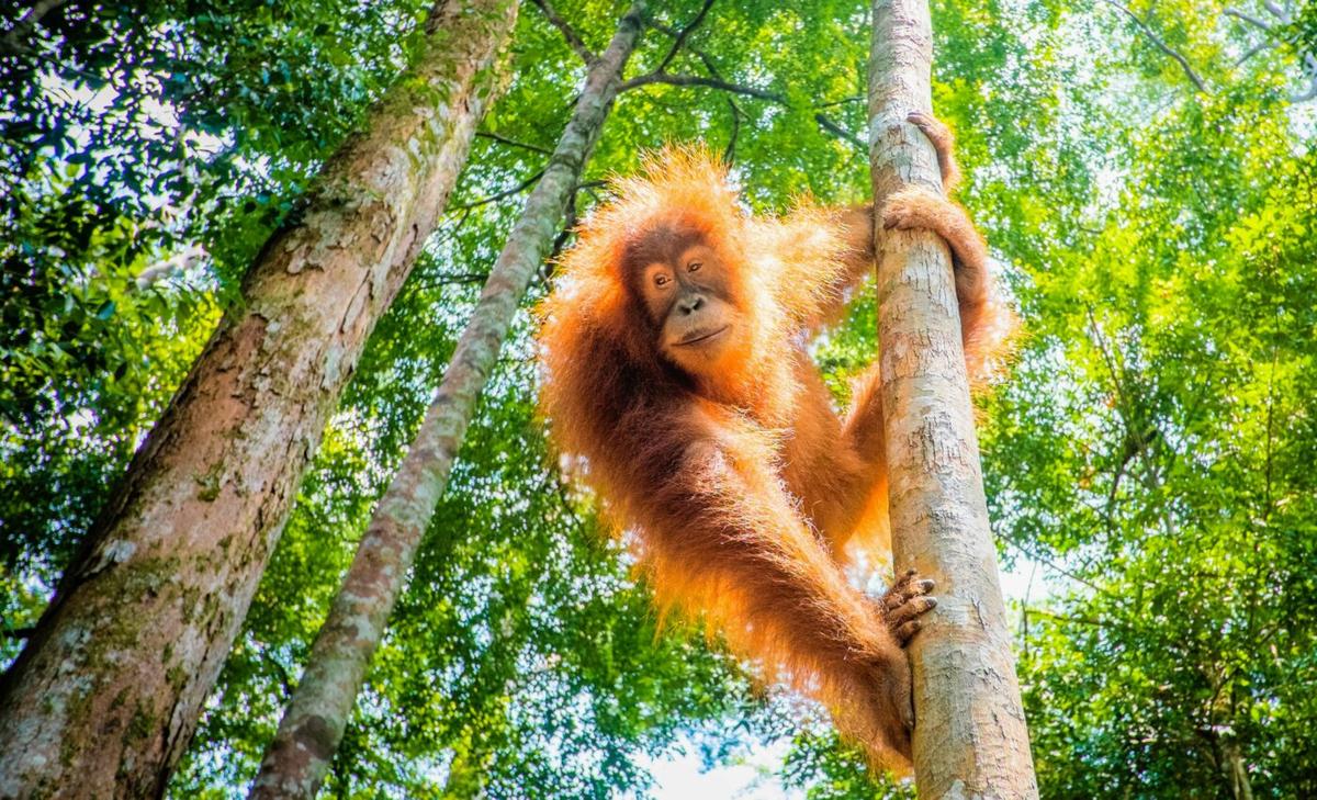 Humans can understand the gestures of other great apes