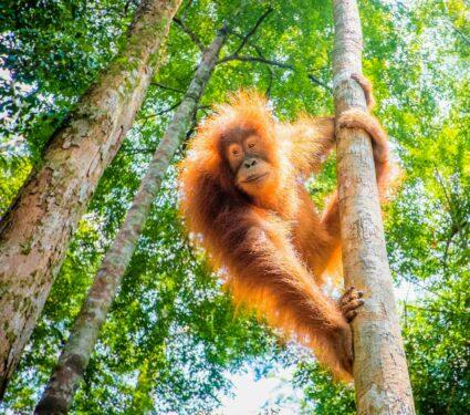 Great-apes-2.jpg
