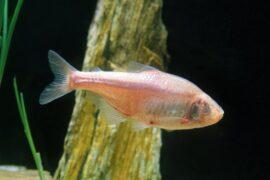 Cavefish are healthy despite their sedentary lifestyle