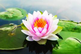 Beautiful,Pink,Waterlily,Or,Lotus,Flower,In,Pond.copy,Space,For