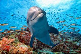 Dolphins: Everything you need to know
