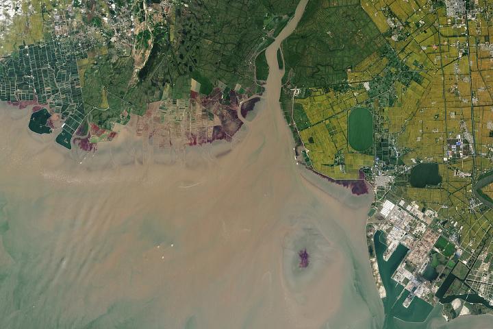 Seepweed plants brighten up the coast in northeastern China