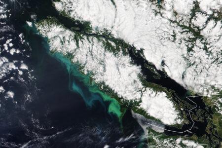 2023/08/vancouverislandbloom_vir2_2023207_lrg-1.jpg