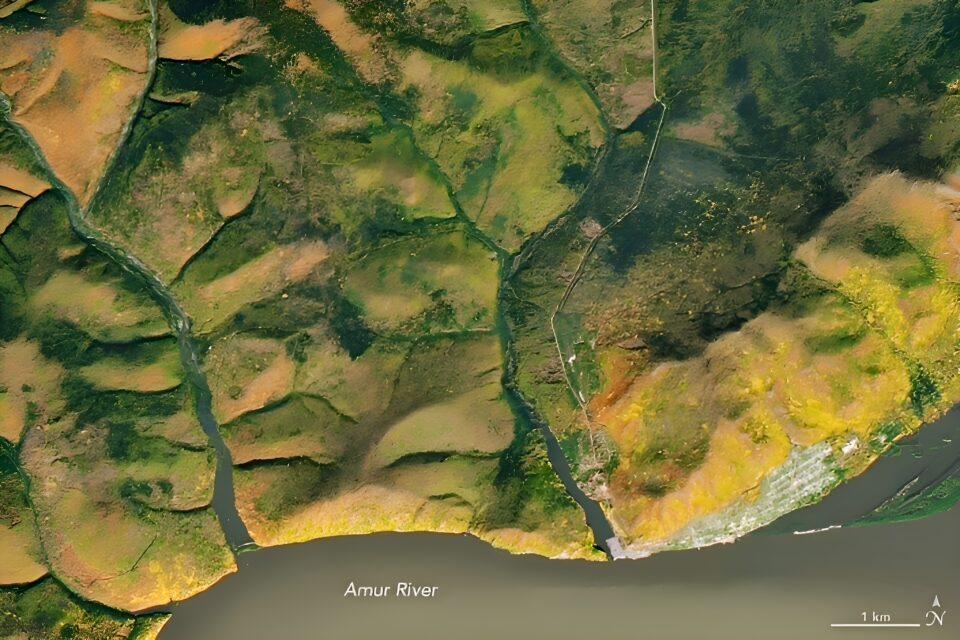 Bright fall colors on the banks of the Amur River