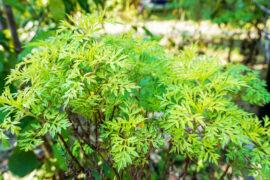 Mugwort,Is,A,Common,Name,For,Several,Species,Of,Aromatic