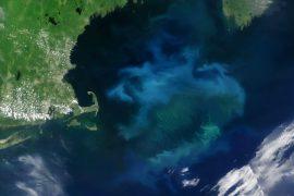 Giant bloom in the Gulf of Maine signals change