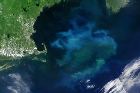 2025/06/Gulf-of-Maine-bloom.jpg