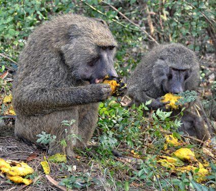2025/08/scrumping-apes.jpg