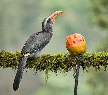 2025/08/Forest-animals-climate.jpg