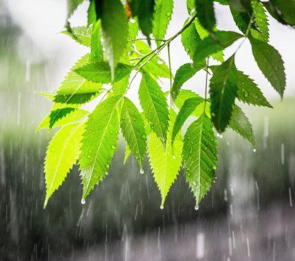 2025/08/Plants-water-.jpg