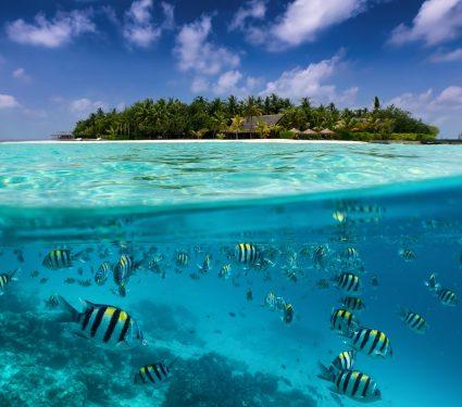 2025/08/ocean-carbon-2.jpg