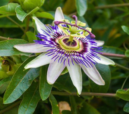 Bees-flowers.jpg