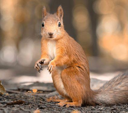 2025/08/forest-seed-dispersing-animals.jpg