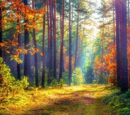 2025/08/Forest-biodiversity-.jpg