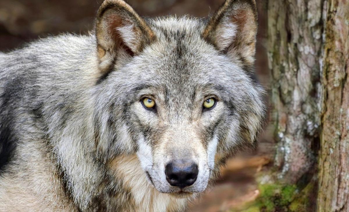 International Wolf Day 2025: Honoring the vital role of predators