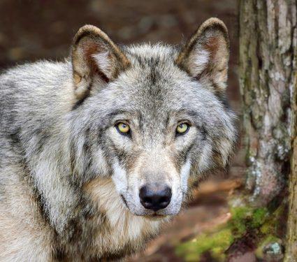2025/08/Wolf-Day.jpg
