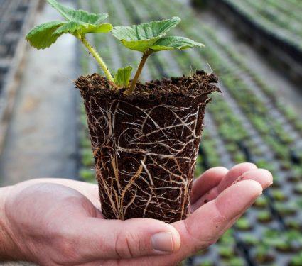 2025/08/plant-roots.jpg