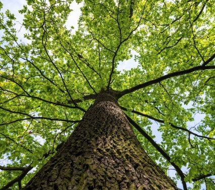 2025/08/Tree-microbes.jpg
