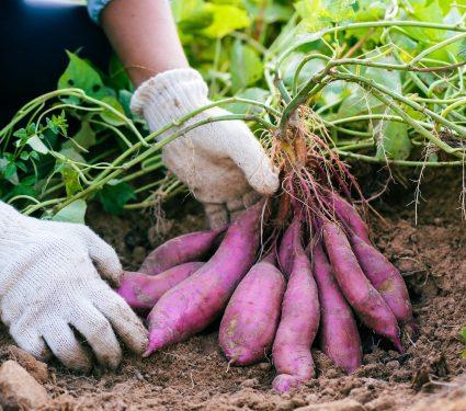 2025/08/Complex-sweetpotato-DNA-finally-decoded.jpg