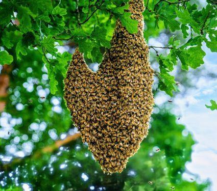 2025/08/Bee-viruses.jpg