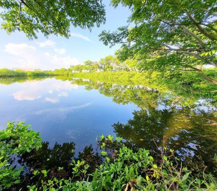 2025/08/Lake-edges-carbon.jpg