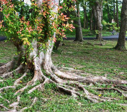 2025/08/Plant-roots-2.jpg