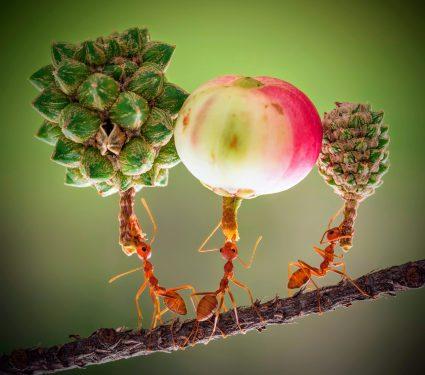 2025/08/Weaver-ants.jpg