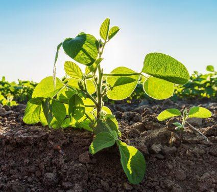 2025/08/Soybean-plant-memory.jpg