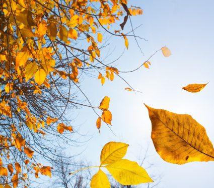 2025/08/Drought-autumn.jpg