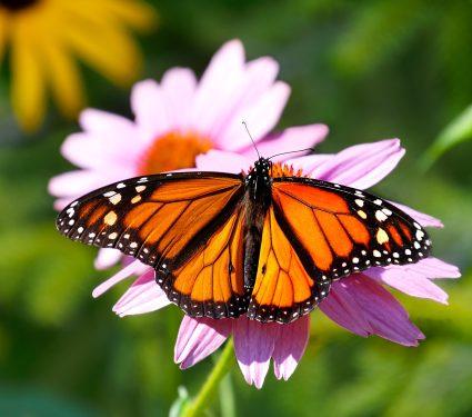 2025/08/Monarch-compass-.jpg