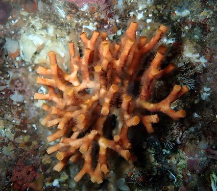 2025/08/Bryozoans.jpg