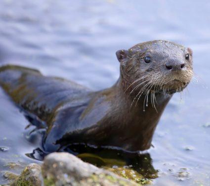 2025/08/Otter-poop.jpg
