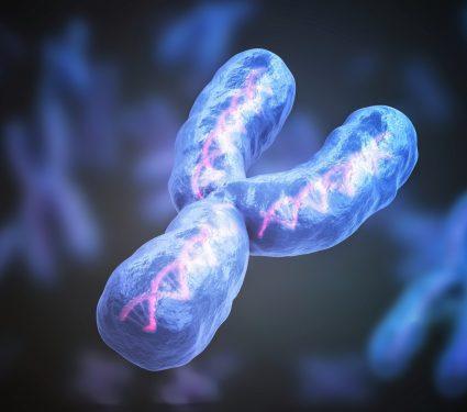 2025/08/Y-chromosome-heart.jpg