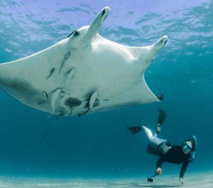 2025/08/giant-sea-creature-florida-mobula-yarae.jpg