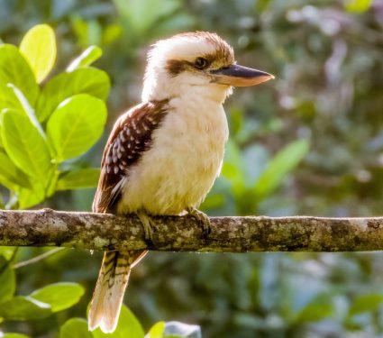 2025/08/Sex-reversal-birds.jpg