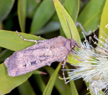 2025/08/Bugong-moths.jpg