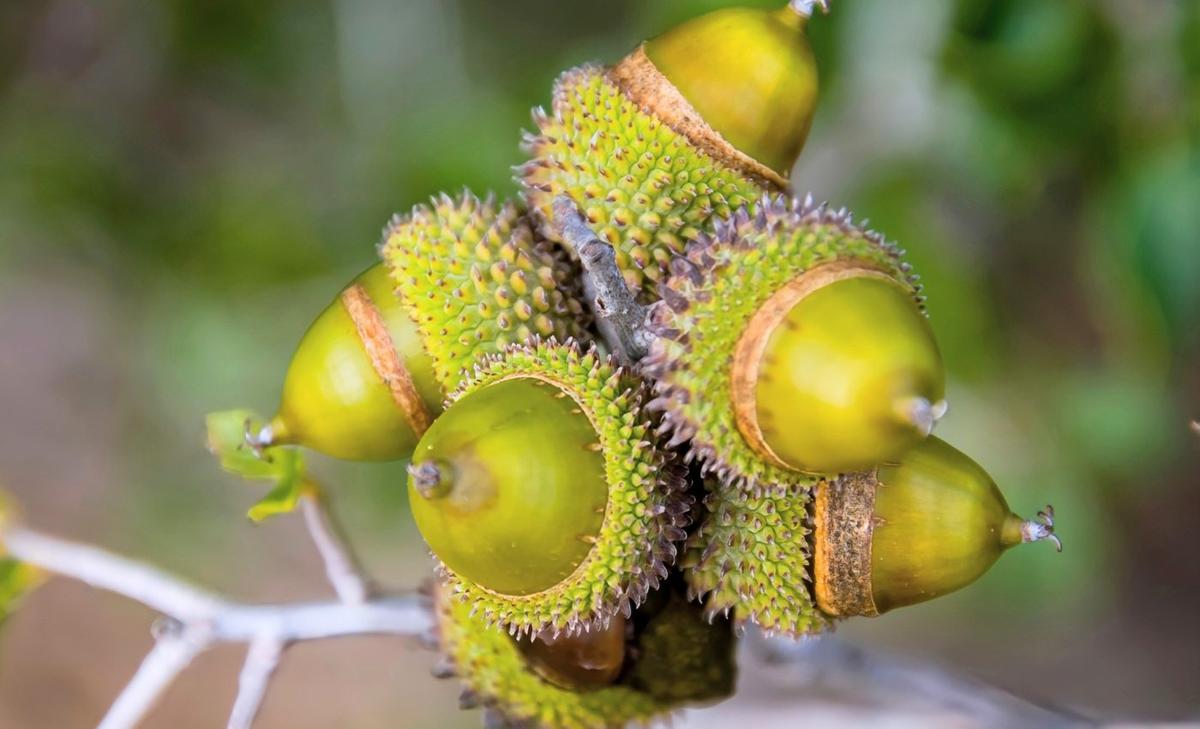 Ground oak’s genetic secrets may inspire new medicines and pesticides