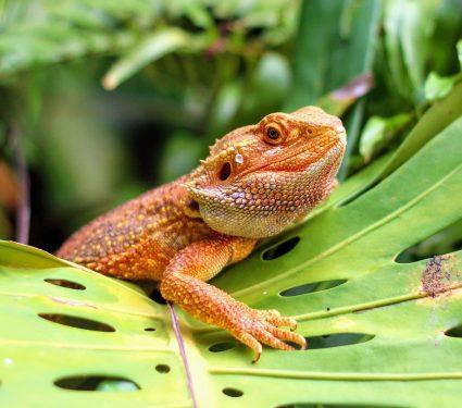 2025/08/Bearded-dragon-sex-.jpg