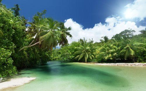 2025/08/tropical-trees-1.jpg