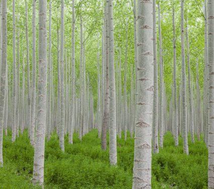 2025/08/popular-tree.jpg