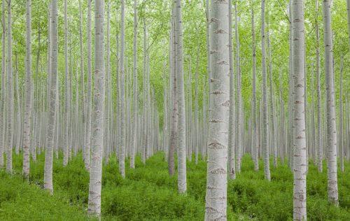 2025/08/popular-tree.jpg