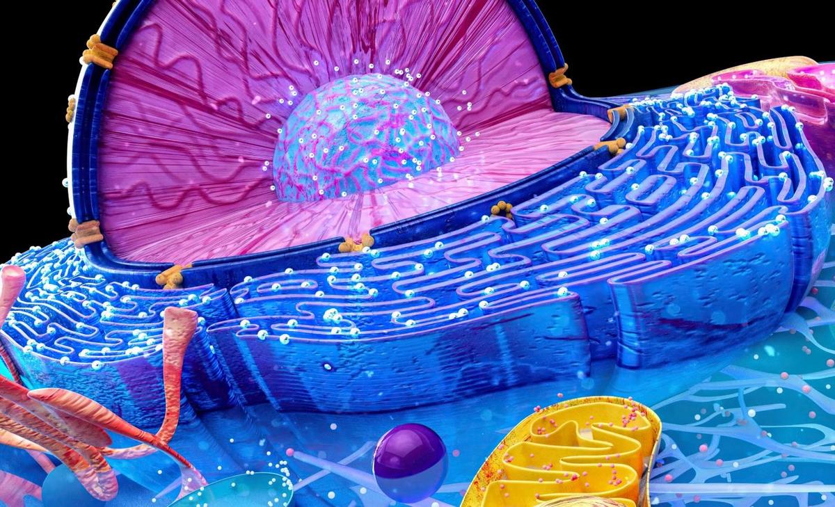 How cells change shape to heal wounds