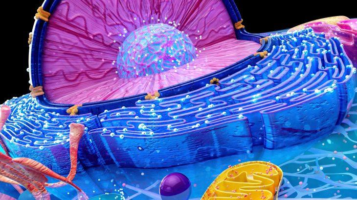 How cells change shape to heal wounds