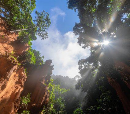 2025/08/Forests-climate.jpg