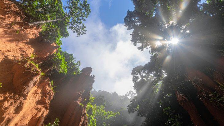 World’s most diverse forests are failing to adapt to climate change